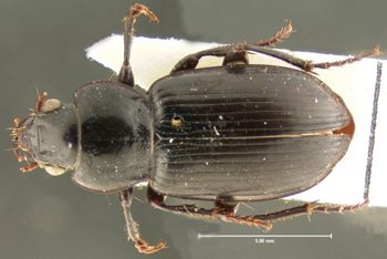 Media type: image;   Entomology 25667 Aspect: habitus dorsal view